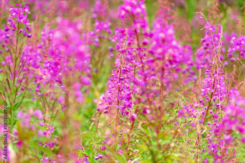 Fototapeta premium flowers of Fireweed, Chamaenerion angostifolium on a sunny summer day