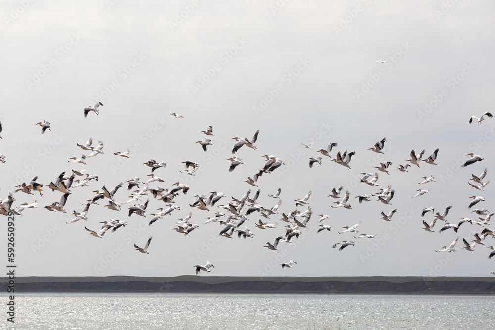 Flock of pink pelicans in the sky
