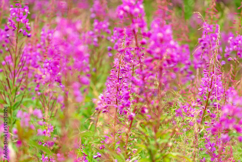 flowers of Fireweed, Chamaenerion angostifolium on a sunny summer day