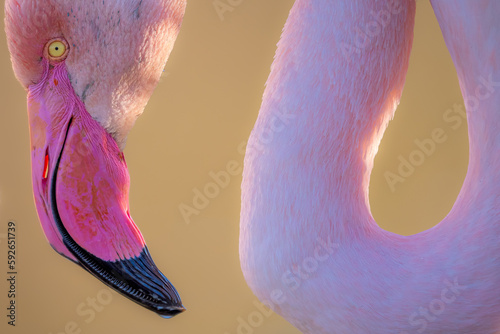 Pink flamingo in yellow background photo