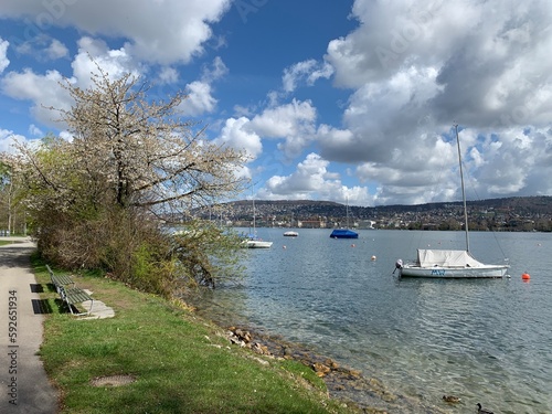 Stadt Zürich - Park Mythenquai - Wiese und Bäume am Ufer vom See / Zürichsee - Schweiz photo