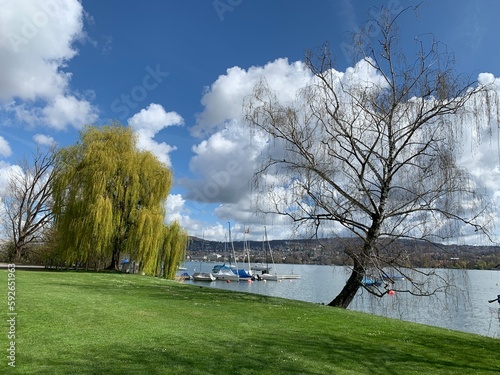 Stadt Zürich - Park Mythenquai - Wiese und Bäume am Ufer vom See / Zürichsee - Schweiz photo