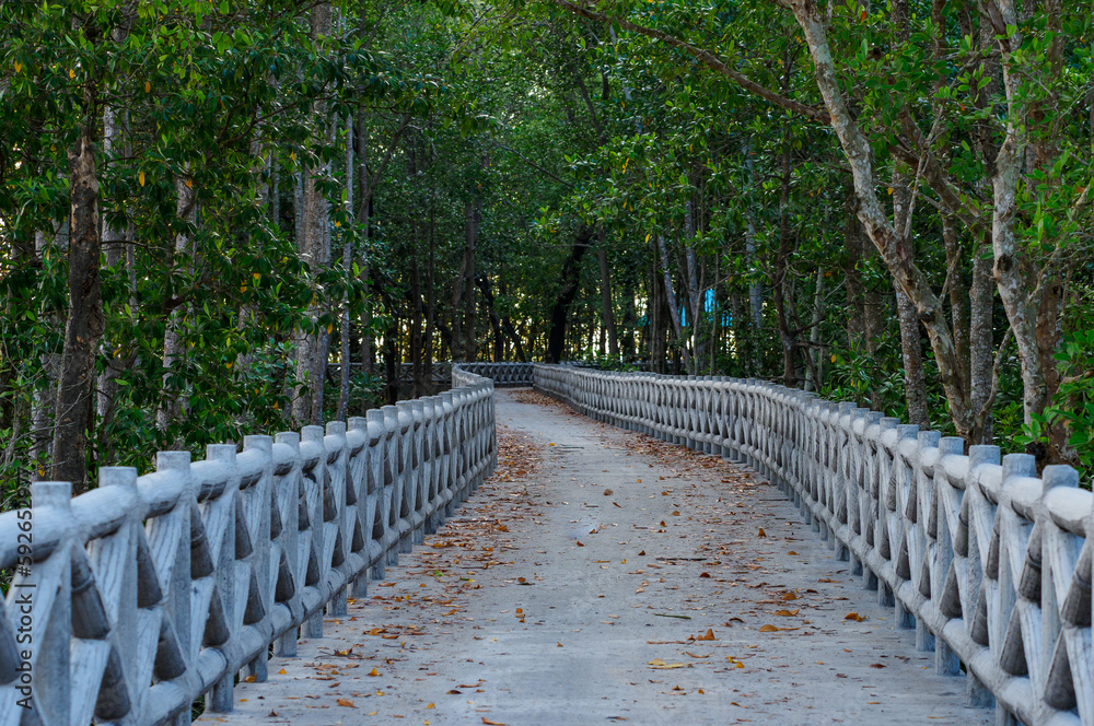 Concrete walkway along the coast of the mangrove forest