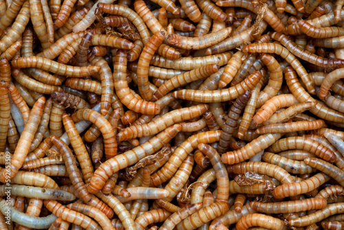Living Mealworms, Larvae of the Mealworm Beetle Tenebrio molitor, full frame as background