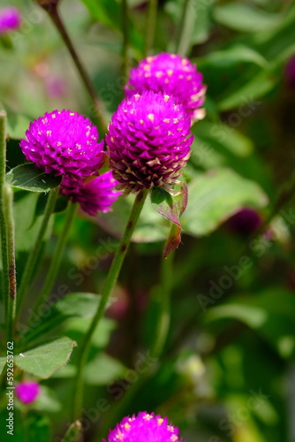 Knob flower garden. Gomphrena globosa. This plant is an annual herb  and is generally used as an ornamental plant and can be used as a flower tea. Selective focus. Edible flower. globe amaranth. 