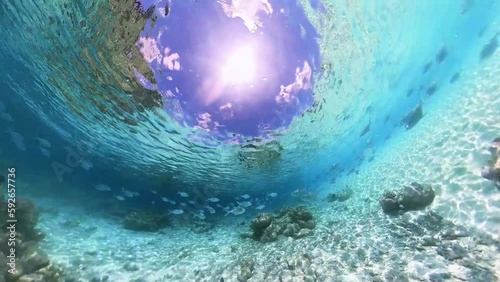 School of small spotted dart swimming over tropical coral in coral garden in reef of Maldives island in 360 degree video camera mode photo