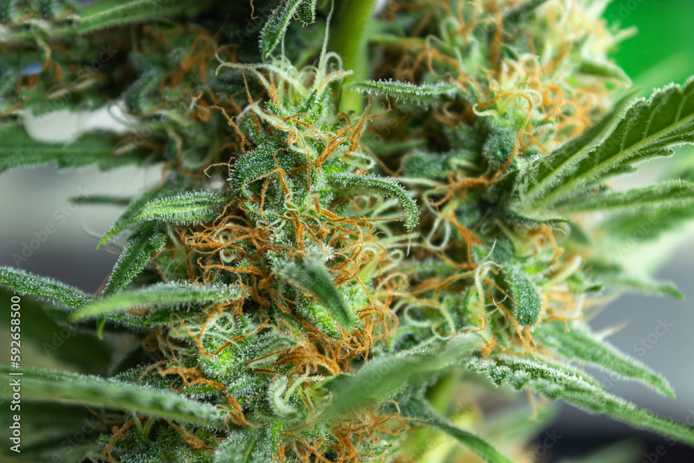 Photograph of medical hemp flower, an annual plant from the Cannabaceae