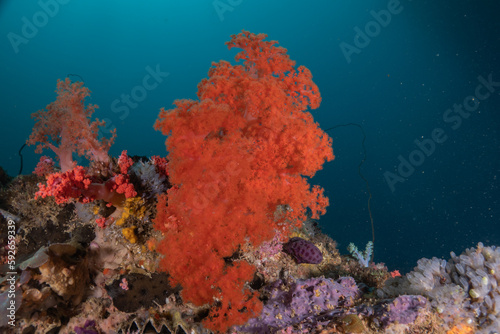 Coral reef and water plants at the Sea of the Philippines  © yeshaya