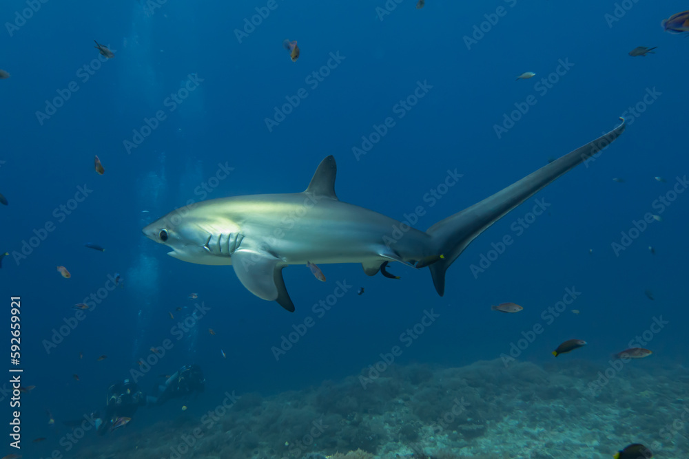 Thresher Shark swimming in the Sea of the Philippines
