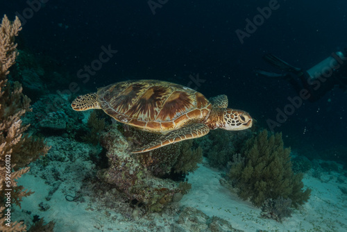 Hawksbill sea turtle at the Sea of the Philippines