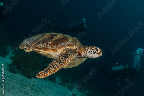 Hawksbill sea turtle at the Sea of the Philippines © yeshaya