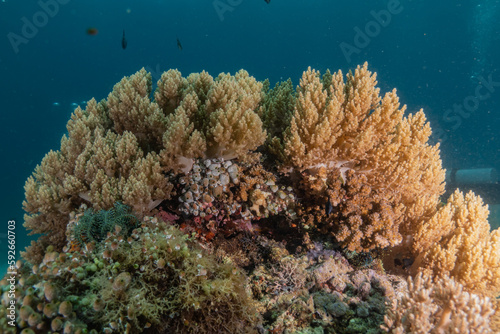 Coral reef and water plants at the sea of Philippines 
