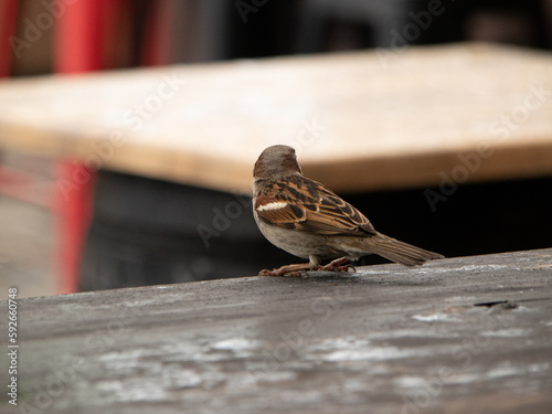 Passer montanus/sparrow in Bordeaux