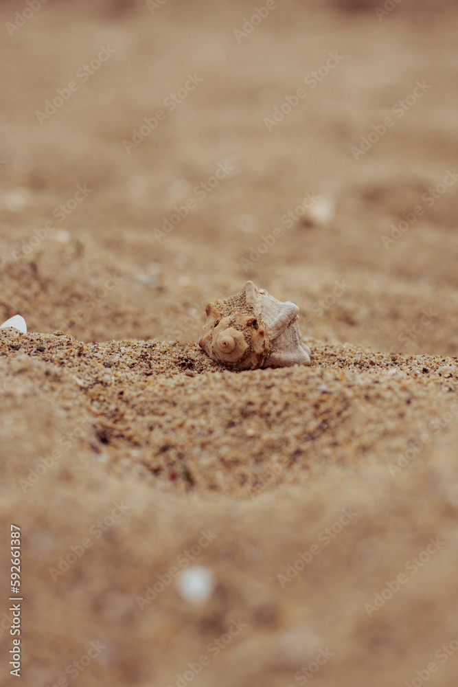 Beautiful seashell laying on the sand of a beach Beautiful seashell laying on the sand of a beach