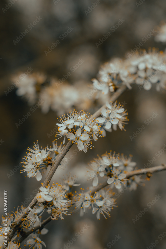 White plumb blossom, blooming blossoming plants, wild flower, trees, petals, spring time garden background wallpaper patterns and textures, close up macro nature photography