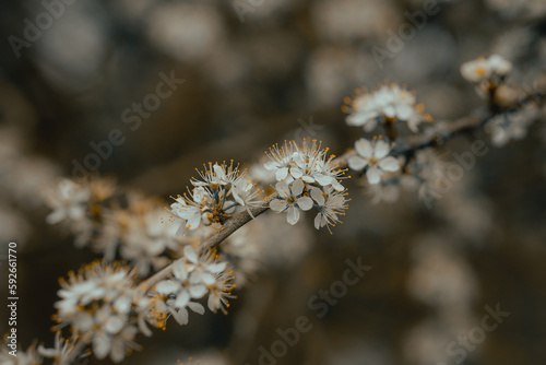 White plumb blossom, blooming blossoming plants, wild flower, trees, petals, spring time garden background wallpaper patterns and textures, close up macro nature photography © Adam Rhodes