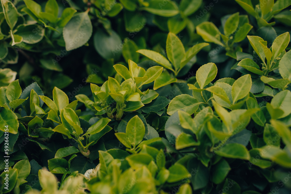 Close up photo of leaves on a bush, plant life and flowers texture background wallpaper patten, green with shadows, macro photography, landscape picture Close up photo of leaves on a bush, plant life and flowers texture background wallpaper patten, green with shadows, macro photography, landscape picture