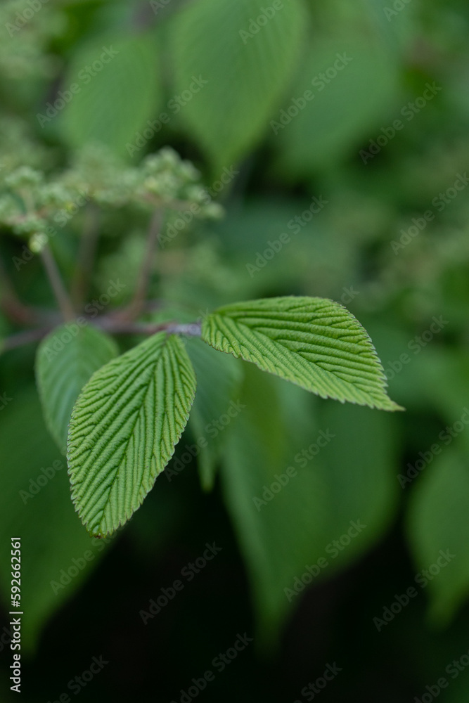 Green leaves, plants and flowers background wallpaper, textures, patterns, dark leaf photo, hedge bush, minimal colourful picture Green leaves, plants and flowers background wallpaper, textures, patterns, dark leaf photo, hedge bush, minimal colourful picture