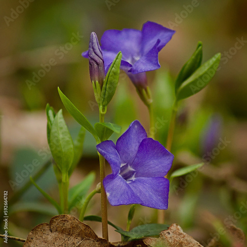 Periwinkle (Vinca minor) blooming in the forest in spring.