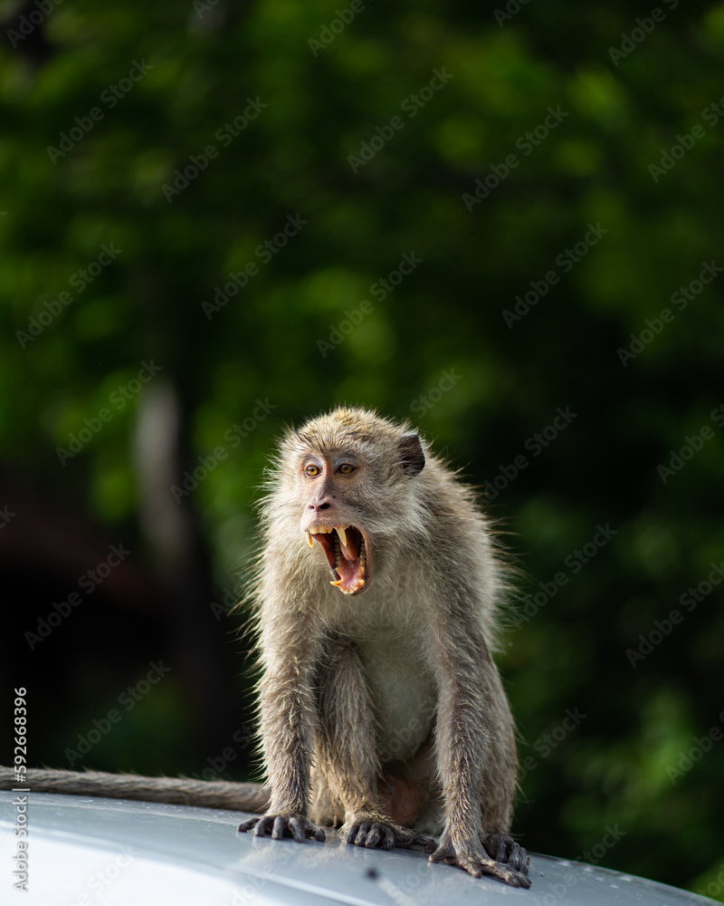 portrait of a macaque