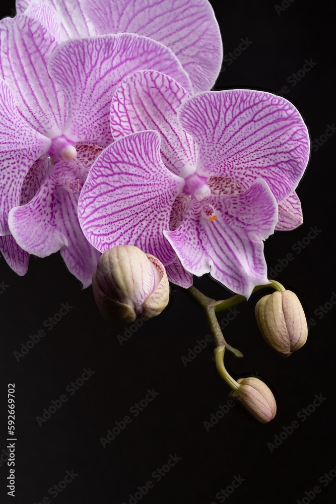 Obraz premium Purple spot Phalaenopsis Orchid with isolated black background