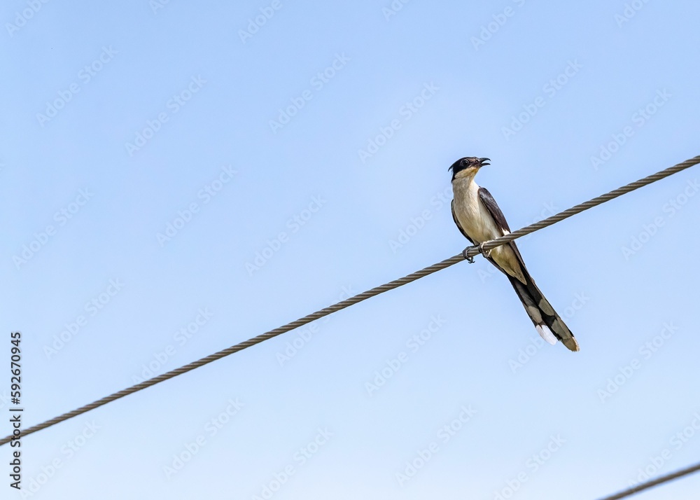 Low angle shot of a Pied Cuckoo looking into the Camera against blue sky Low angle shot of a Pied Cuckoo looking into the Camera against blue sky