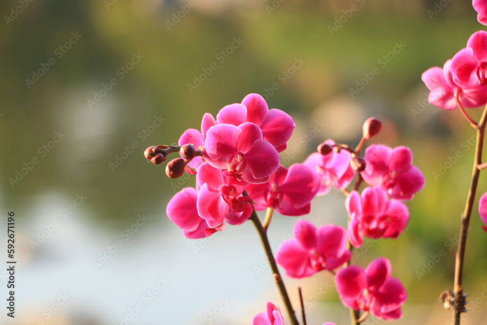 pink and white orchid