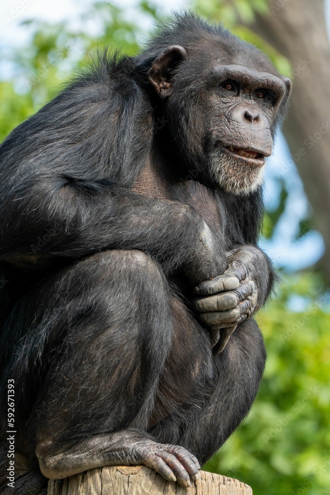 Vertical shot of a black chimp standing on a wooden pole looking around on a blurry background Vertical shot of a black chimp standing on a wooden pole looking around on a blurry background