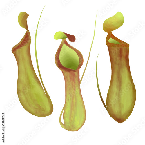 Image of insectivorous plants isolated on white 