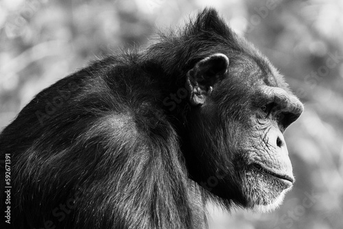 Selective focus of a black chimp in the wilderness with a black and white filter