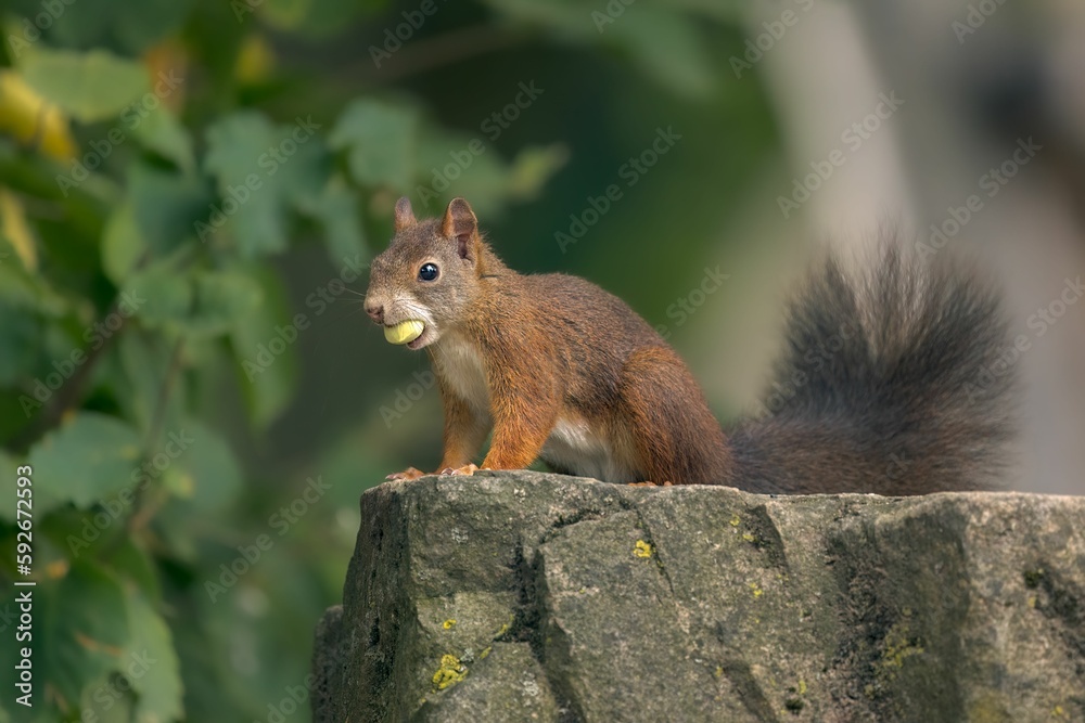 Closeup shot of an adorable squirrel sitting on a rock Closeup shot of an adorable squirrel sitting on a rock
