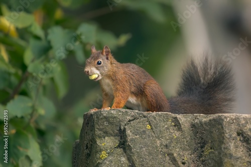 Closeup shot of an adorable squirrel sitting on a rock