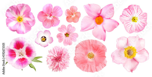 Group of different pink garden flowers, transparent background photo