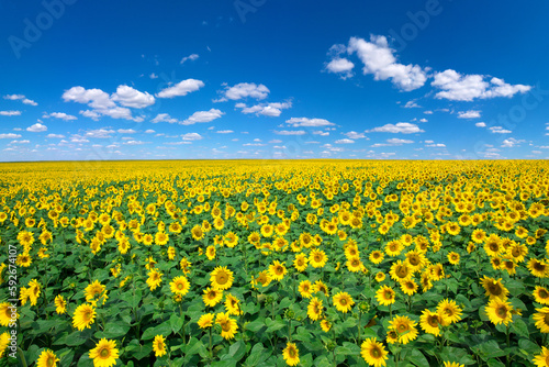 Sunflower field with cloudy blue sky