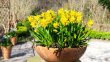Narcissus flowers stand in a ceramic pot in the yard of a beautiful garden. Daffodils in a terracotta pot close up photo with copy space. The first spring yellow flowers in a beautiful ceramic bowl.