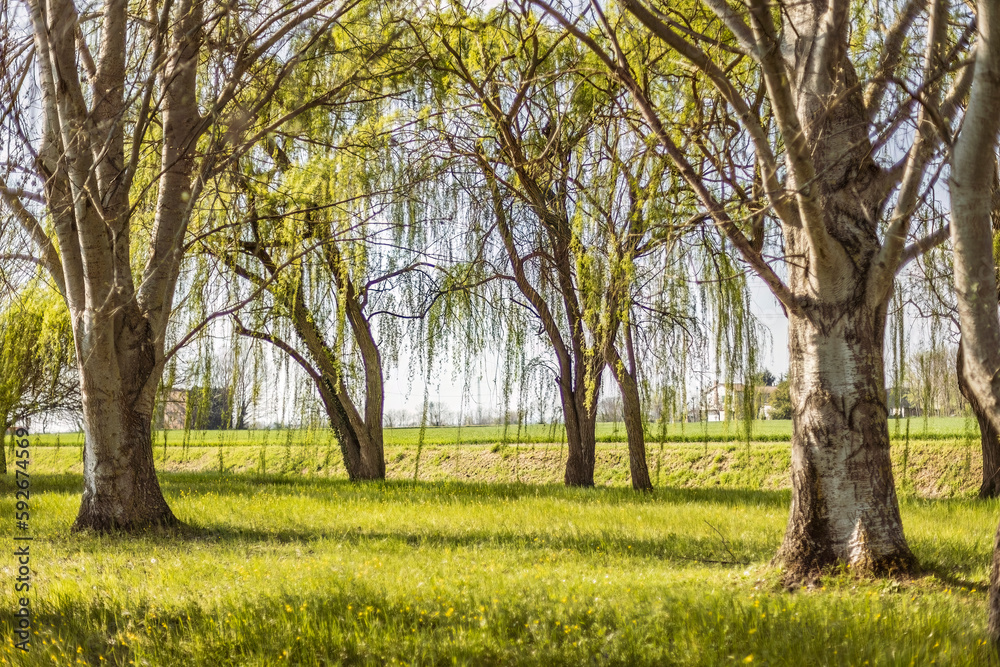 Weeping Willows