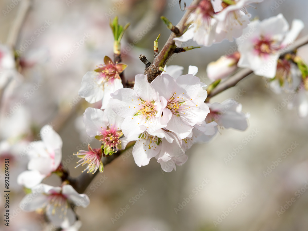 Closeup of Almond blossoms on a sunny day in spring Closeup of Almond blossoms on a sunny day in spring