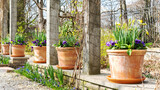 Pansies in ceramic pots. Landscaping of a garden decorated with the first spring flowers. Atmospheric photo with a beautiful spring garden with copy space. Flower arrangements of spring bulb flowers.