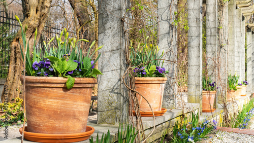 Perspective in landscape design.  Spring garden decorating ideas. Spring bulbous flowers in ceramic terracotta pots in the garden with beautiful landscaping. Pansies in the spring garden.