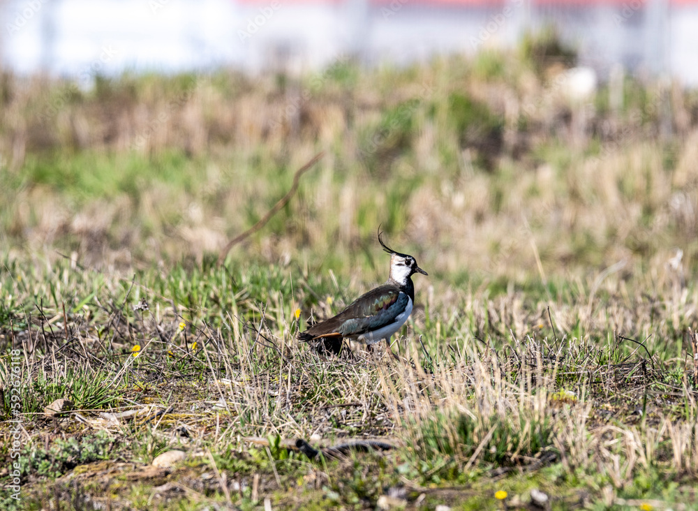 motley lapwing is looking for food on the spring ground with young grass motley lapwing is looking for food on the spring ground with young grass