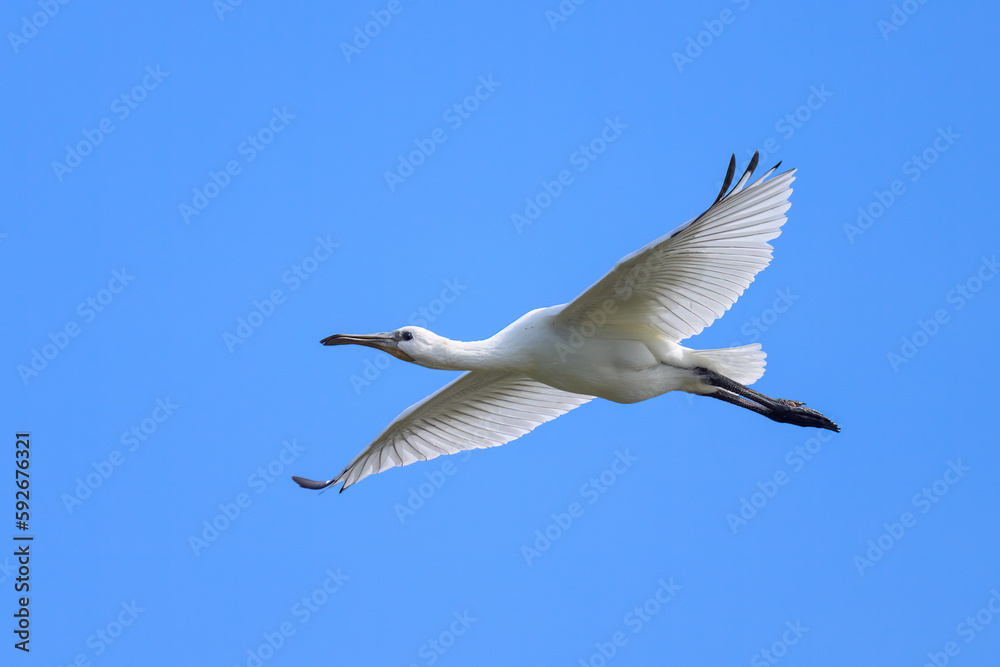 A flying spoonbill on a sunny day in summer A flying spoonbill on a sunny day in summer