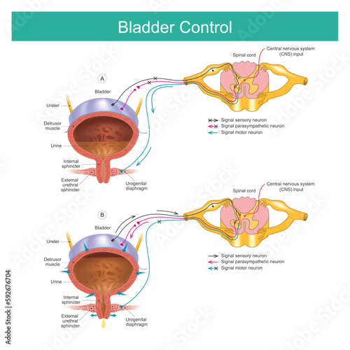 Bladder Control. The bladder muscles control urination when the time is right..
