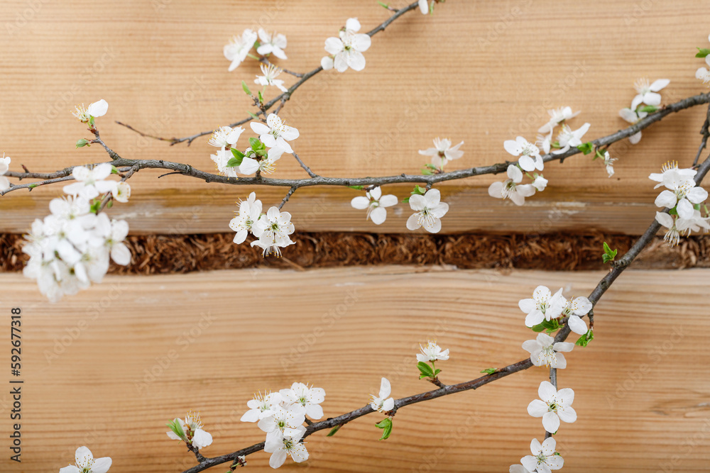 Obraz premium Crataegus commonly called hawthorn, thornapple on wooden background.