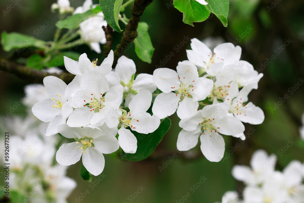 Apple blossom in the garden. Spring flowers on tree.