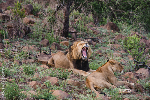 Yawning Lion in mating time