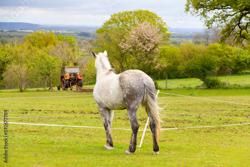 Obraz na plátně Pretty dapple grey horse stands watching tractor harrowing  it’s field kept away from danger by electric fencing, dividing the field into sections