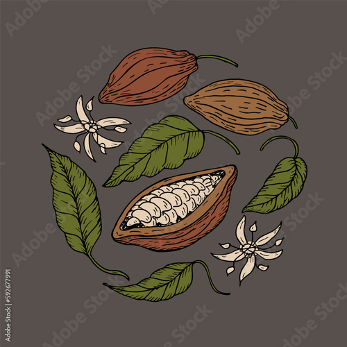Cocoa. Hand drawing Cocoa beans, sketch of leaves, flowers and cocoa tree. Organic product. Doodle sketch for cafe, shop, menu. Parts of plants. For label, logo, emblem, symbol. illustration