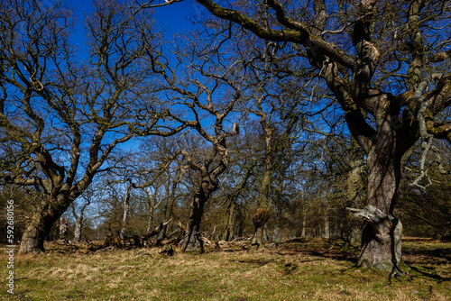Copenhagen  Denmark Old oak trees in a thicket  in the Dyrehaven deer park.