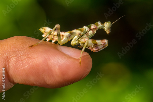 Pseudocreobotra ocellata, known as the African flower mantis or with other species as the spiny flower mantis, is a flower mantis native to Africa