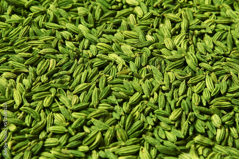 dried green fennel seeds or Saunf herb also known as variyali mukhvas in india isolated as texture background,top view dried green fennel seeds or Saunf herb also known as variyali mukhvas in india isolated as texture background,top view